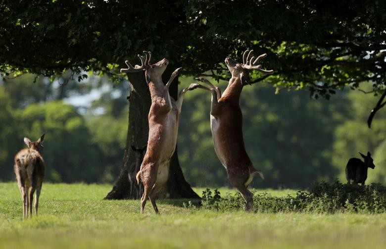 Deer are seen around the grounds of Raby Castle, Britain. REUTERS/Lee Smith